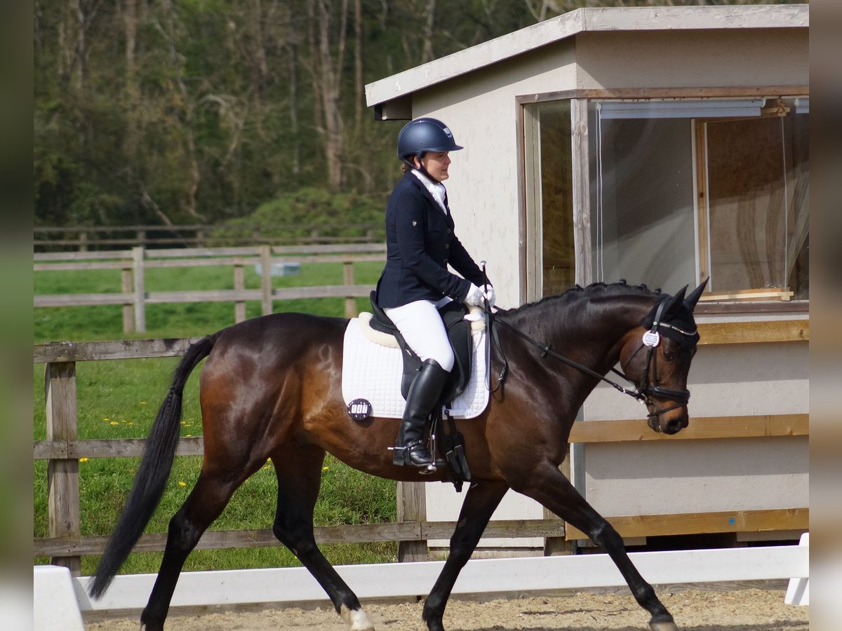 Thoroughbred Stallion 7 years 16 hh in London