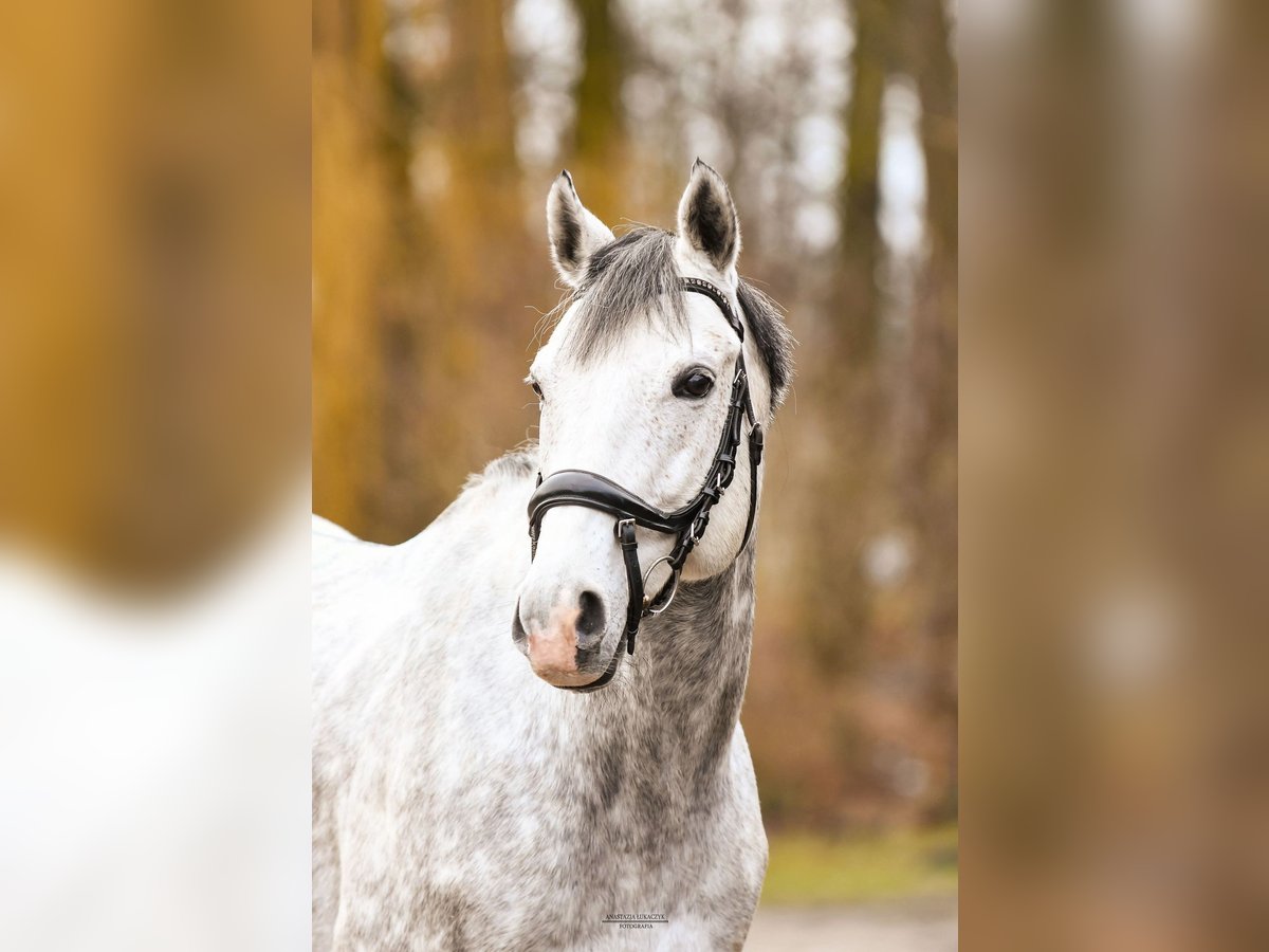 Thoroughbred Stallion 8 years 17 hh Grey in Babor&#xF3;wko