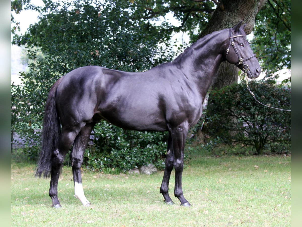 Thoroughbred Stallion Black in Walsrode