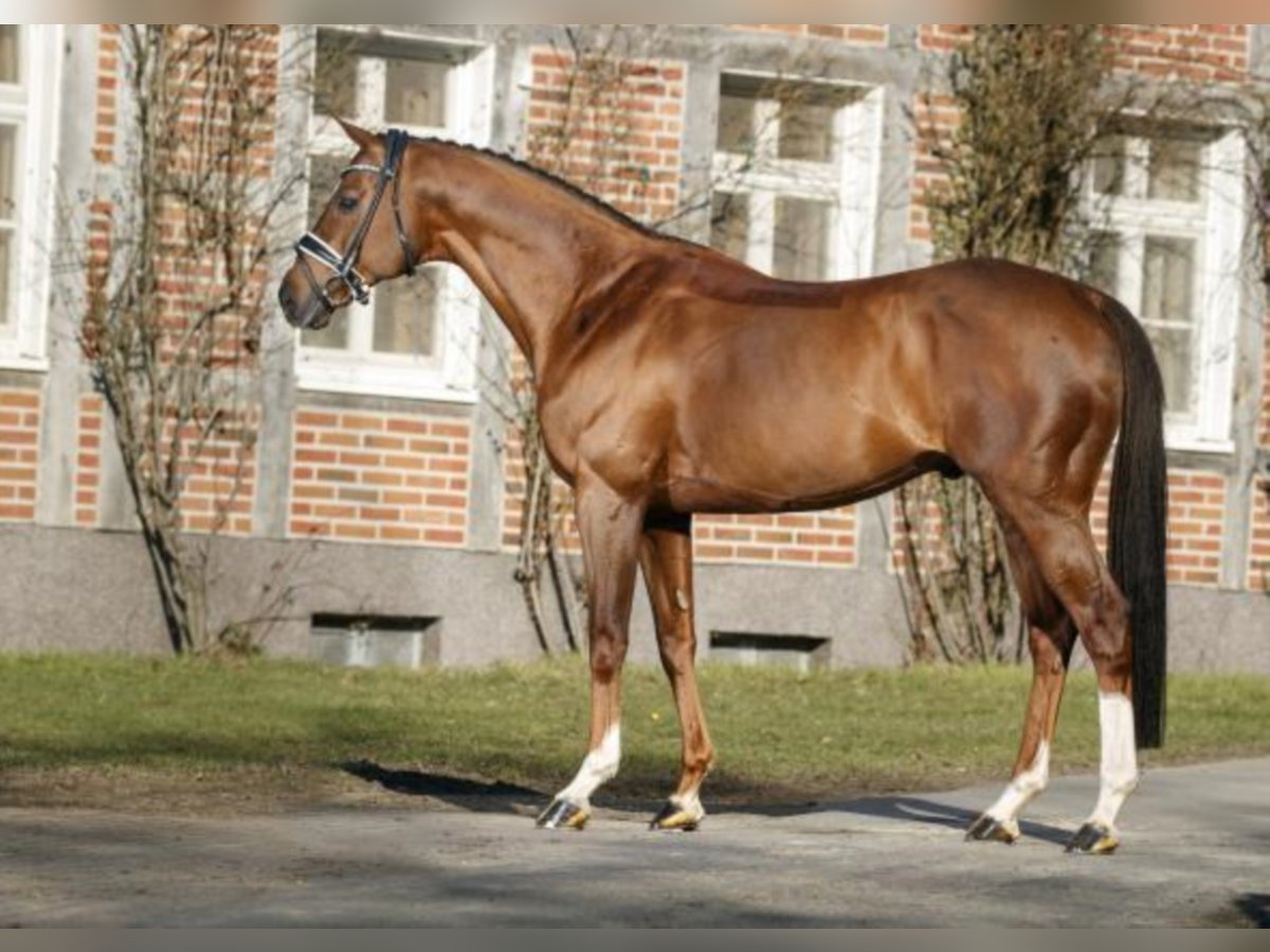 Thoroughbred Stallion Chestnut-Red in Celle