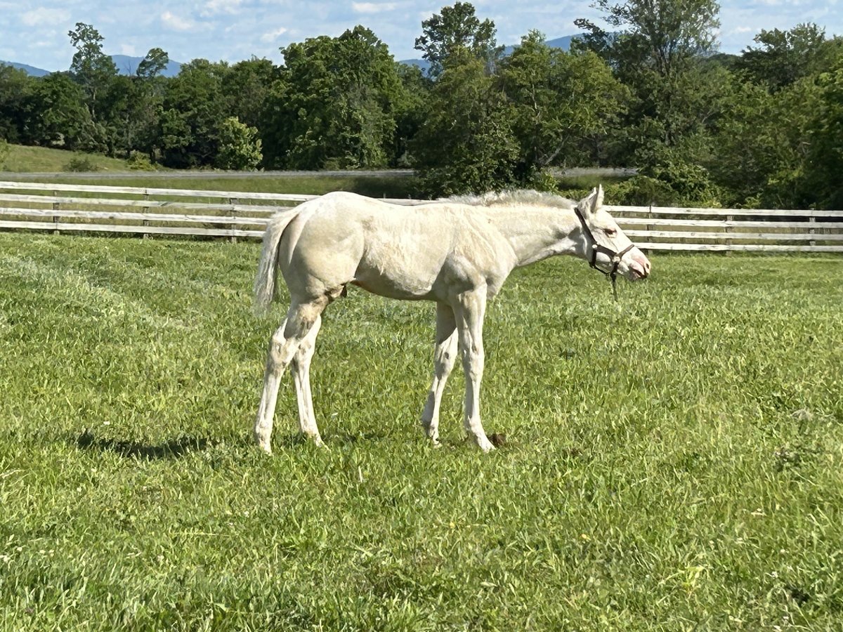 Thoroughbred Stallion Foal (04/2025) 16 hh Palomino in Stephens City