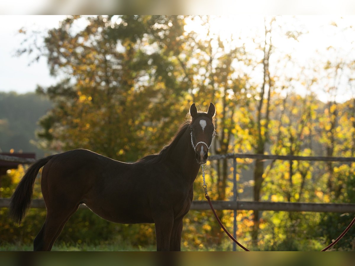 Thoroughbred Stallion Foal (04/2025) Bay-Dark in Osterburken