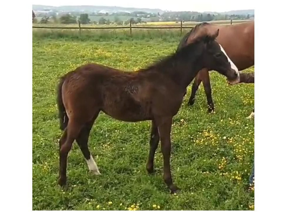 Thoroughbred Stallion  Gray in Bad Schussenried