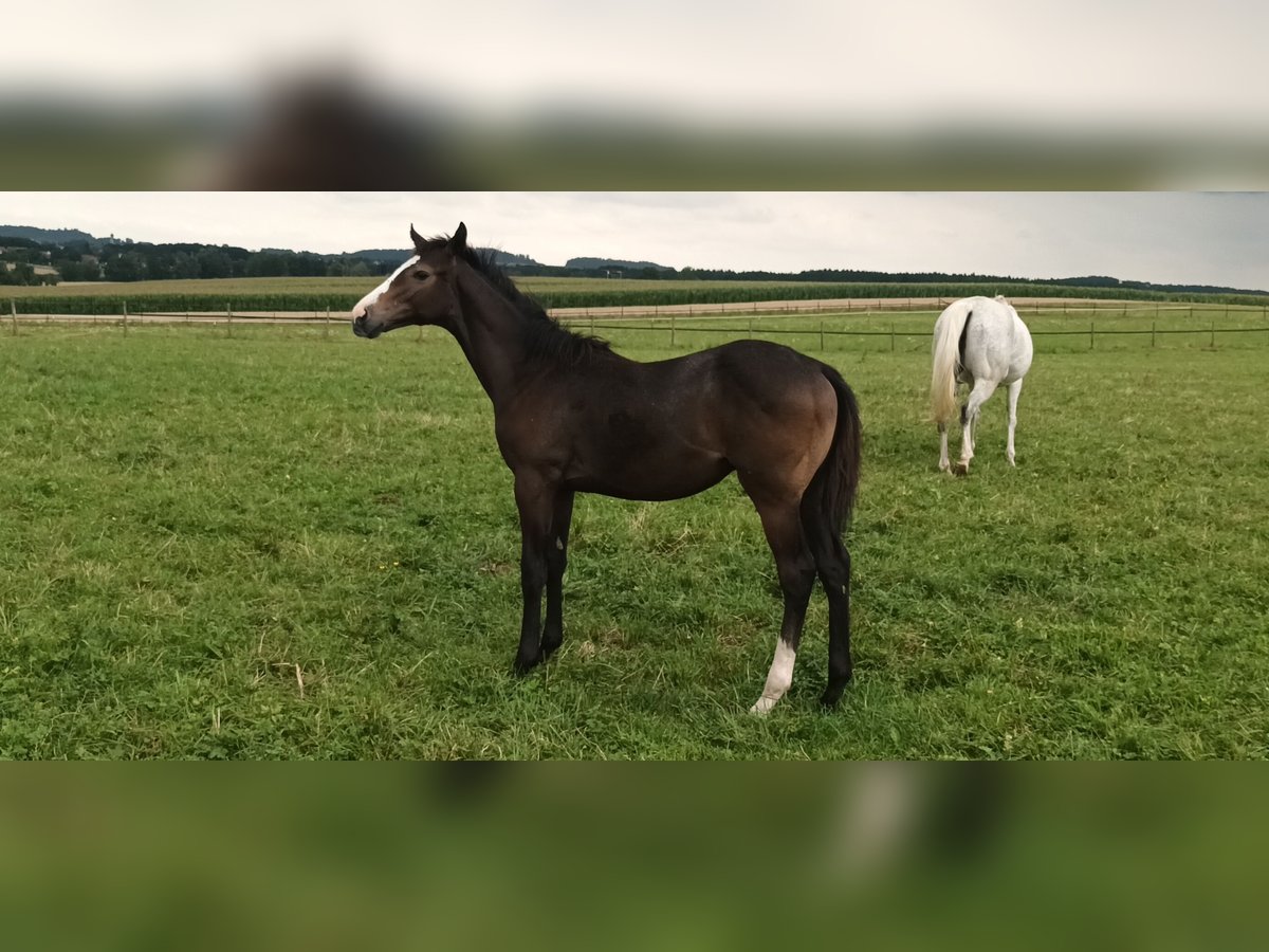 Thoroughbred Stallion Foal (02/2025) Grey in Bad Schussenried