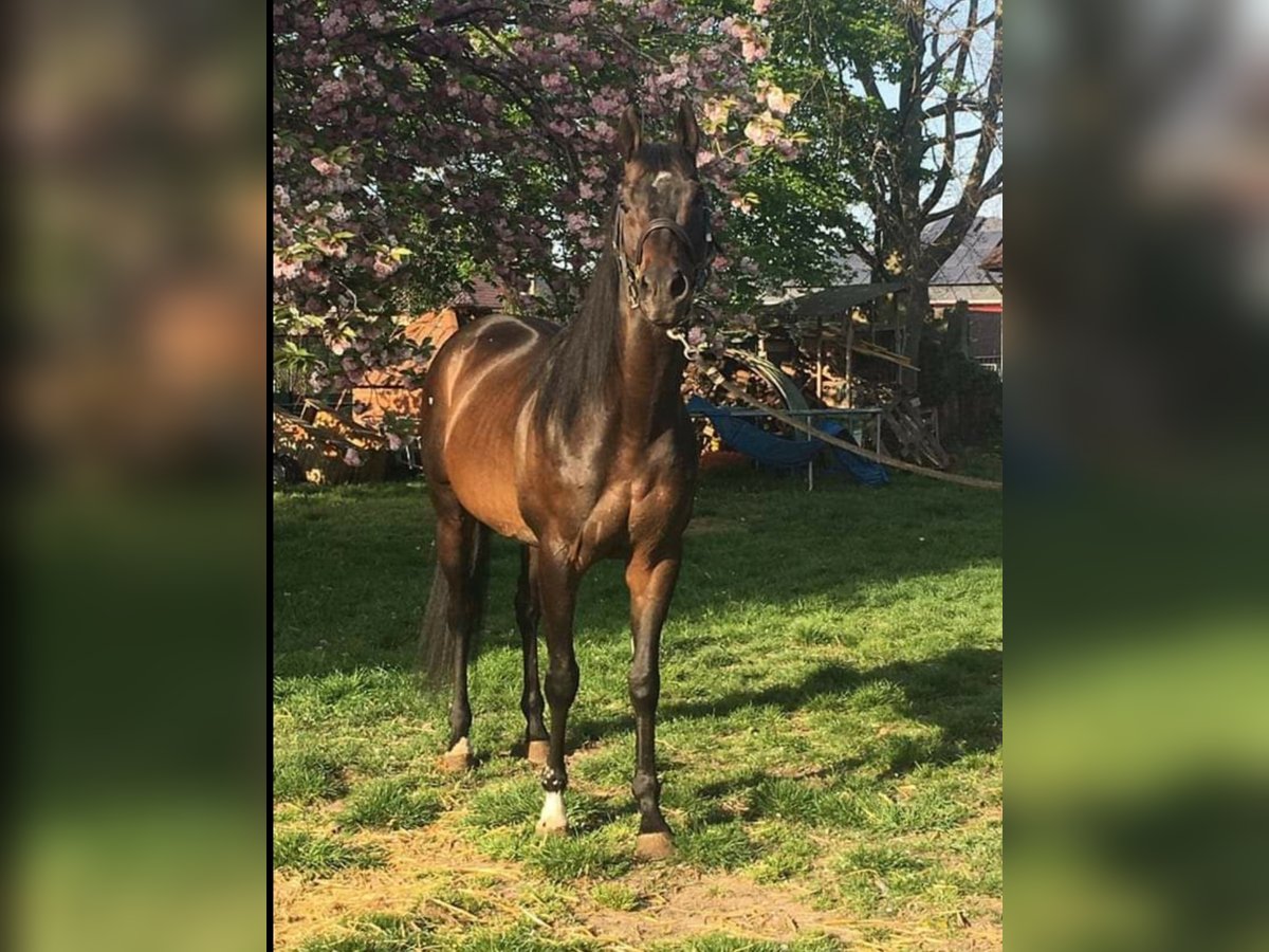 Thoroughbred Stallion in Meerdonk