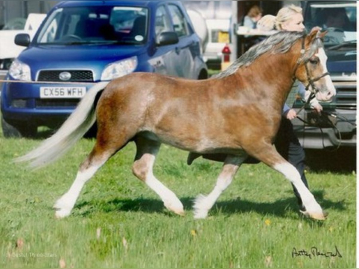 THREE-B-NORMAN Welsh A (Mountain Pony) Stallion Chestnut-Red in Meerbusch