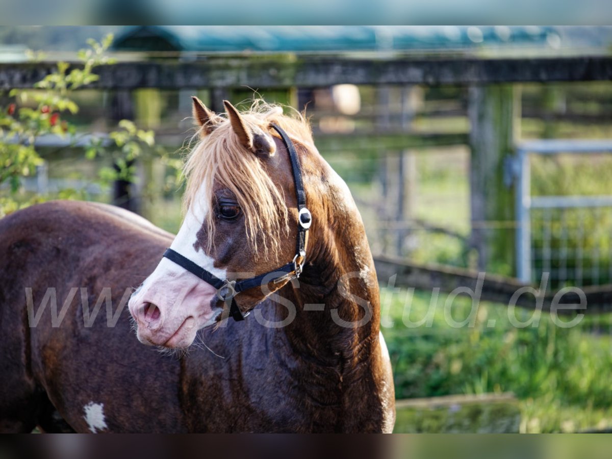 THREE-STARS CELTIC-ROMEO Welsh-B Hengst in Meerbusch
