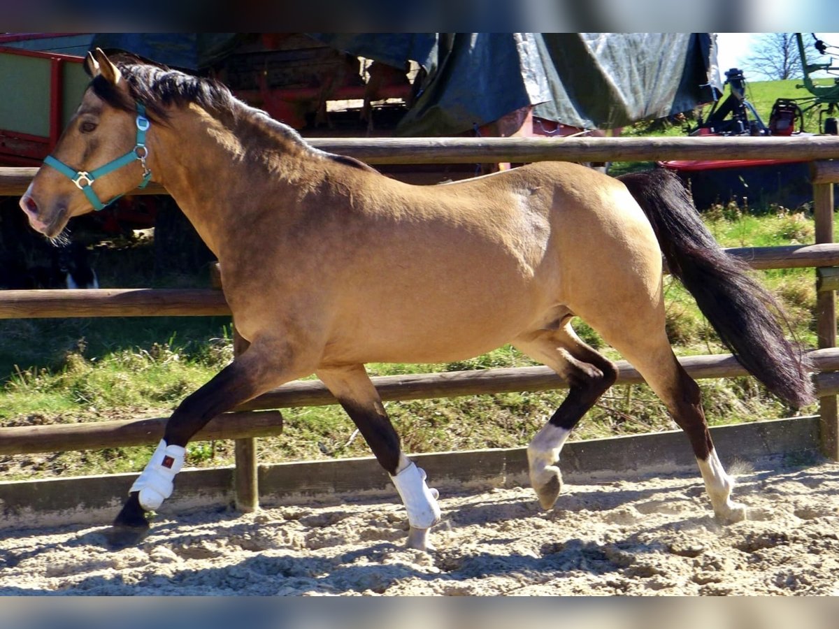 Three-Stars Champion Indeed Pony tedesco Stallone Falbo in Meerbusch