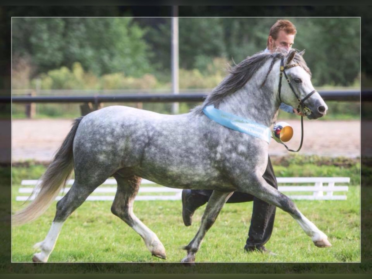 THREE-STARS LORD BOUNCER Welsh A (Mountain Pony) Stallion Gray in Meerbusch