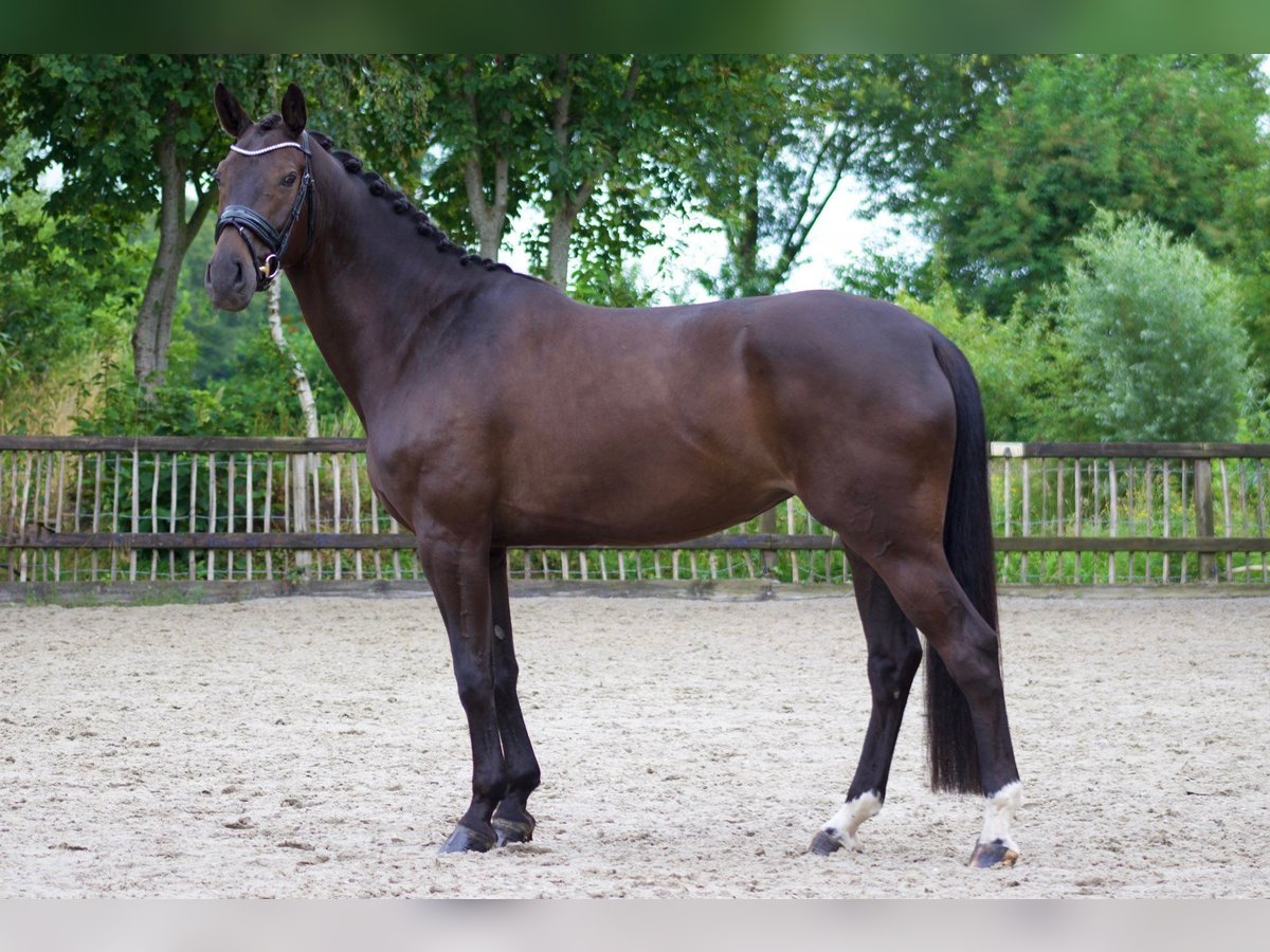 Thüringer Warmbloed Merrie 6 Jaar 168 cm Donkerbruin in Wijhe