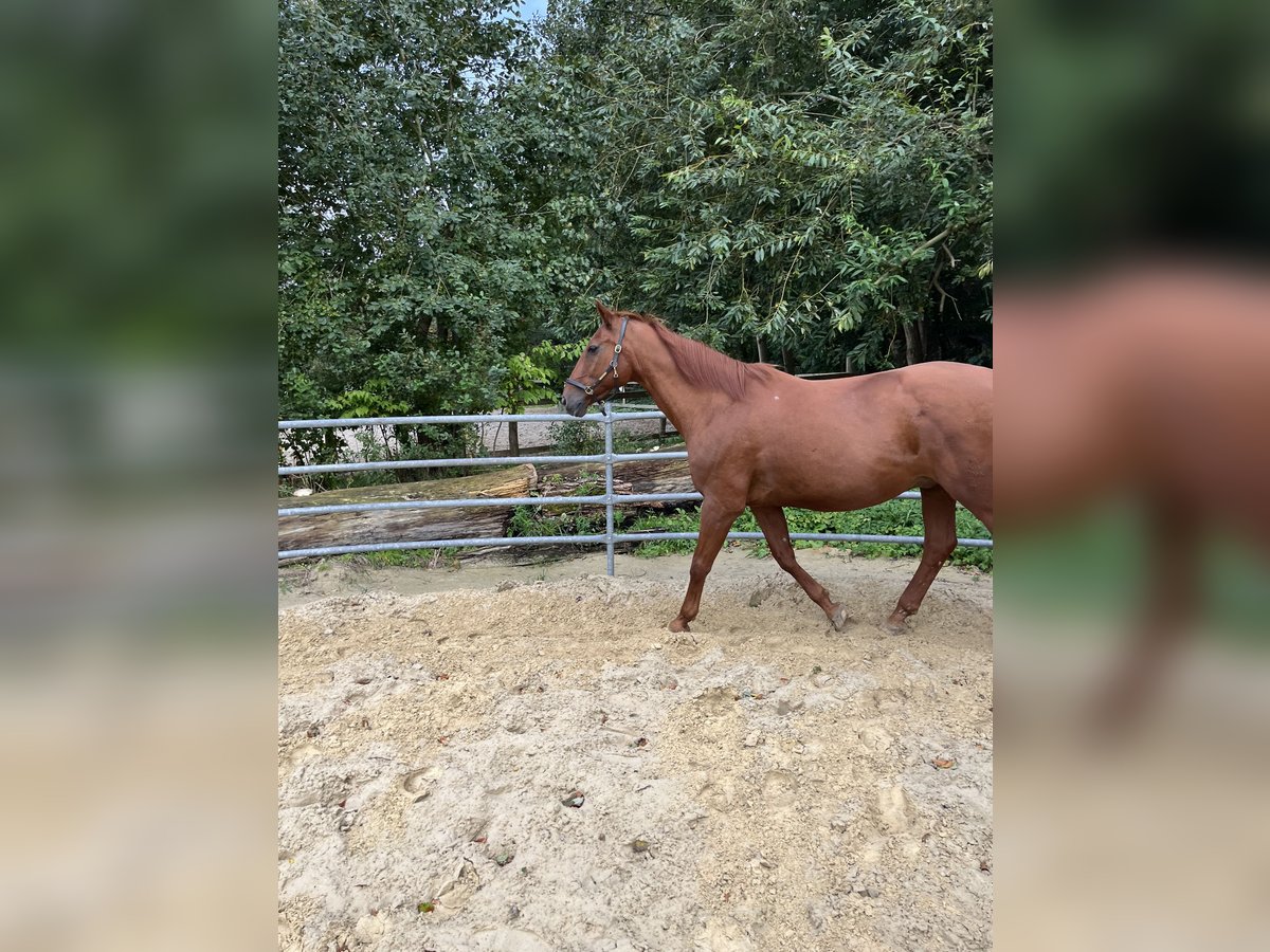 Thüringer Warmbloed Ruin 24 Jaar 170 cm Vos in Osterholz-ScharmbeckOsterholz-Scharmbeck