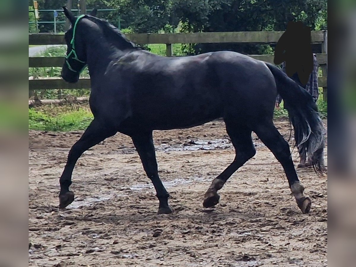 Thüringer Warmbloed Ruin 5 Jaar 172 cm Zwart in Holssel