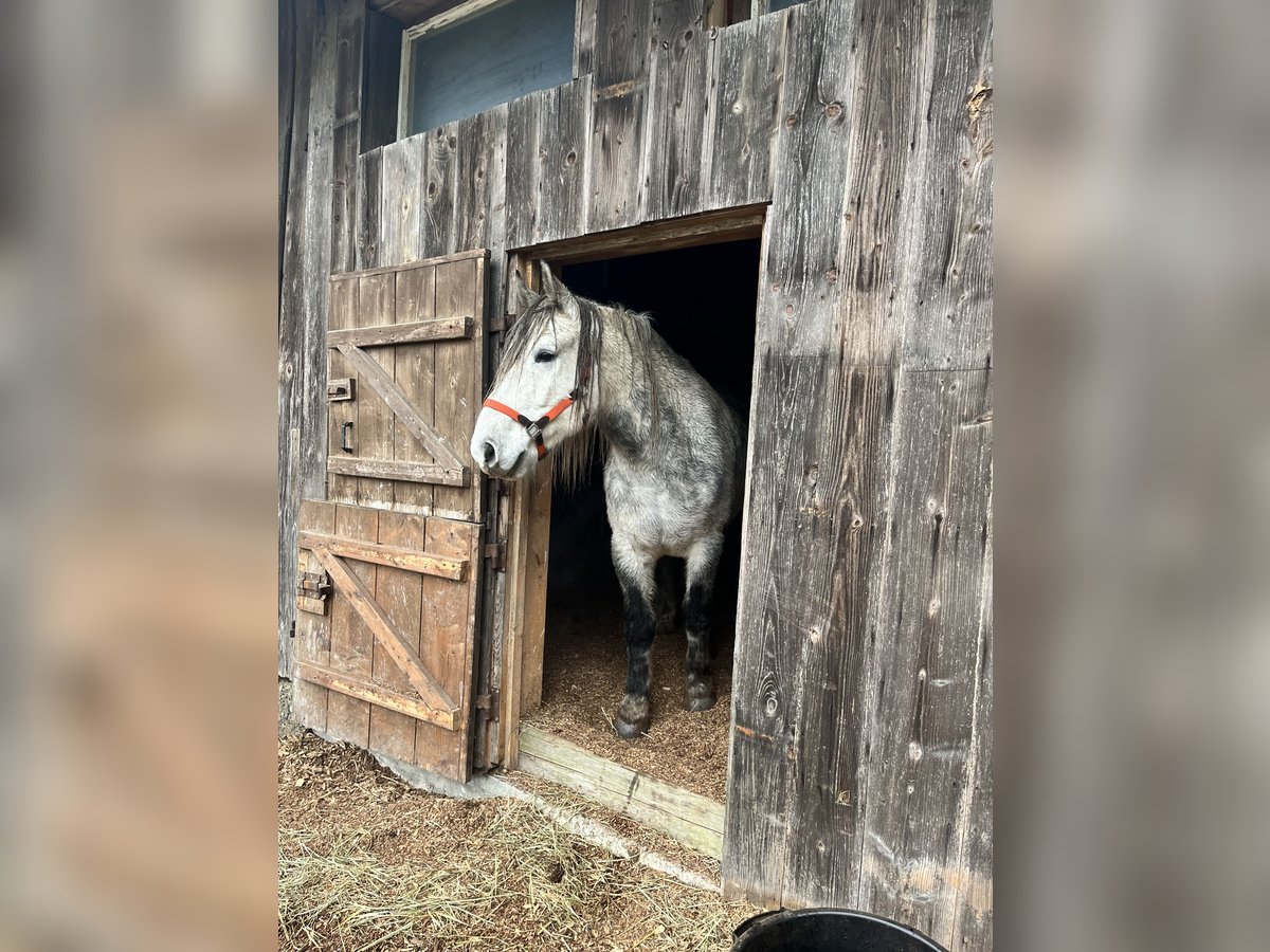 Thüringer Warmbloed Ruin 9 Jaar 163 cm Appelschimmel in Frickingen