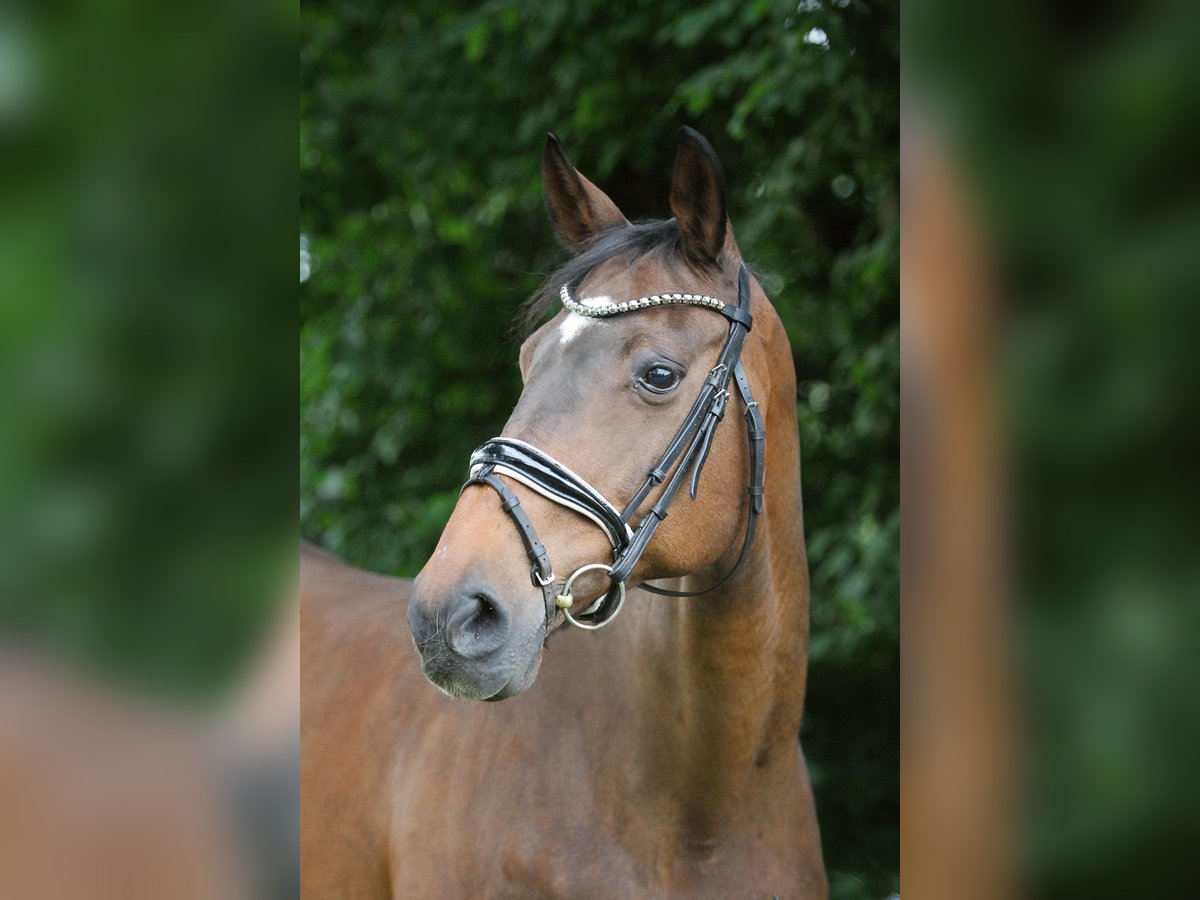 Thüringer Warmblut Stute 17 Jahre 168 cm Brauner in Ennigerloh