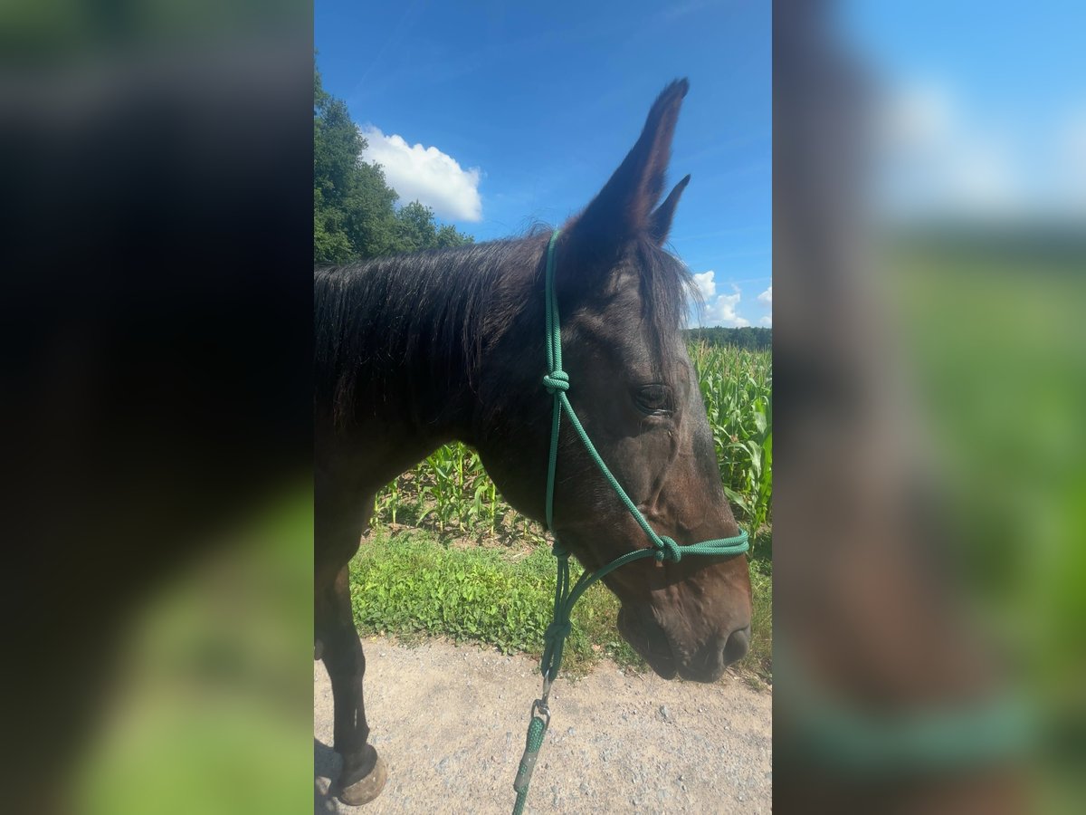 Thüringer Warmblut Stute 23 Jahre 165 cm Brauner in Aschaffenburg Strietwald
