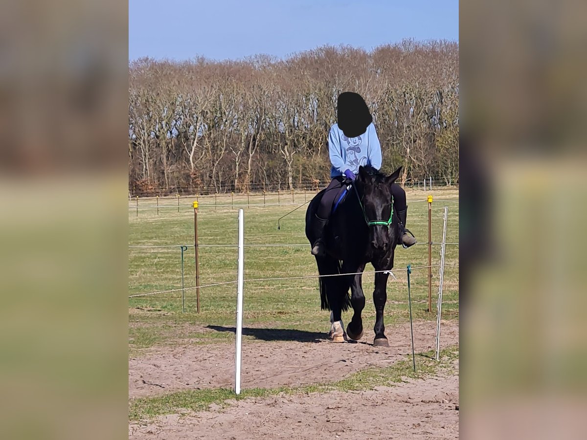 Thüringer Warmblut Wallach 5 Jahre 172 cm Rappe in Geestland