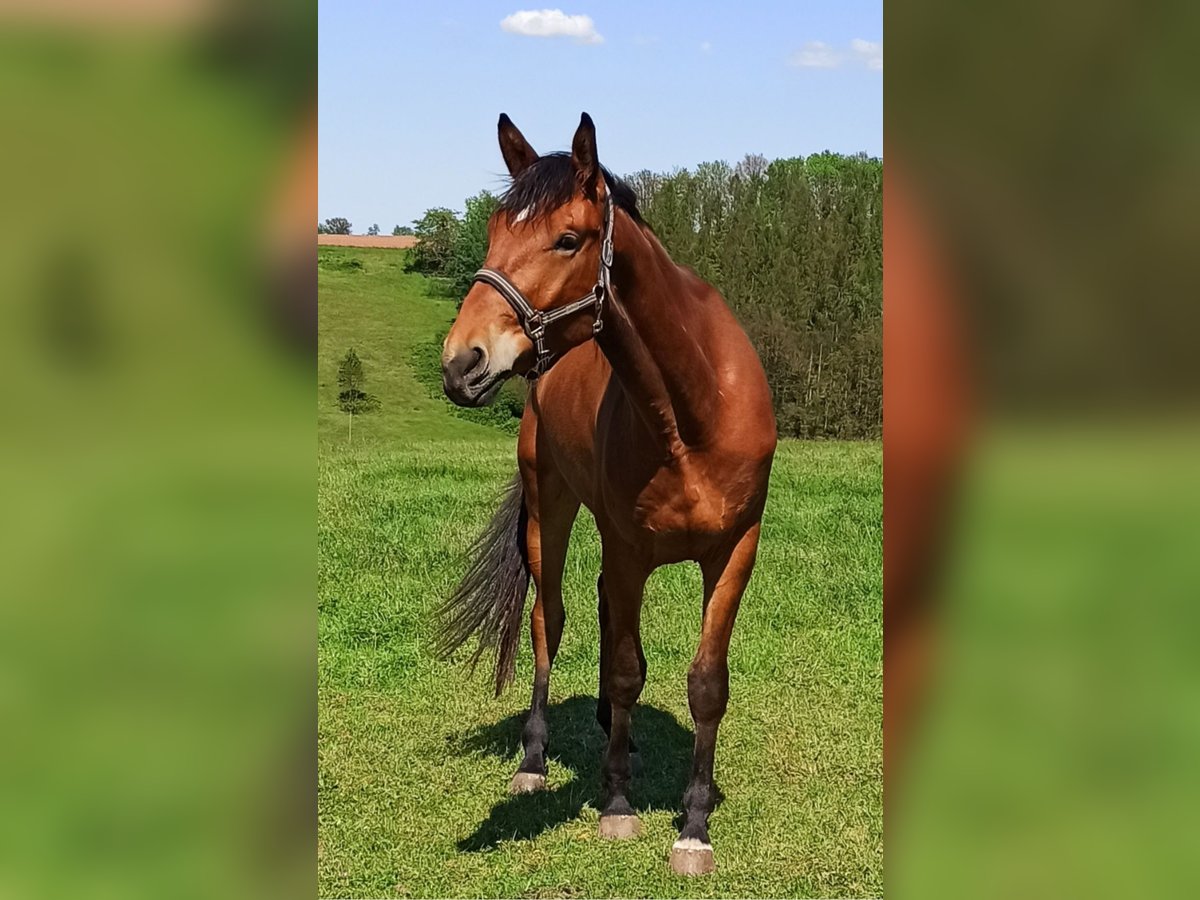 Thuringe sang chaud Hongre 4 Ans 176 cm Bai in Eisenberg