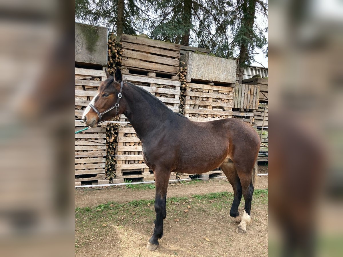 Thuringian Warmblood Mare 1 year 14,2 hh Brown-Light in Nottertal-Heilinger Höhen