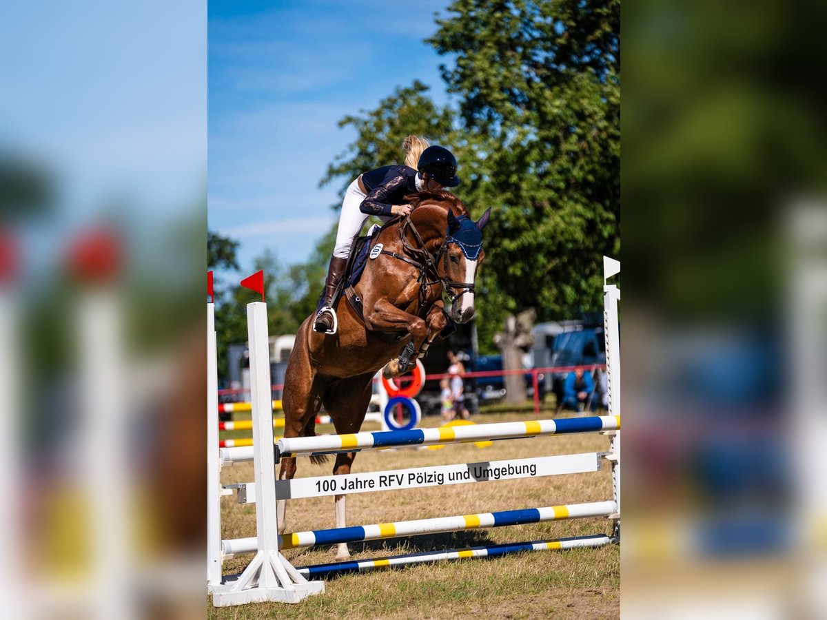 Thuringian Warmblood Mare 5 years 16,1 hh Chestnut-Red in Ilmenau