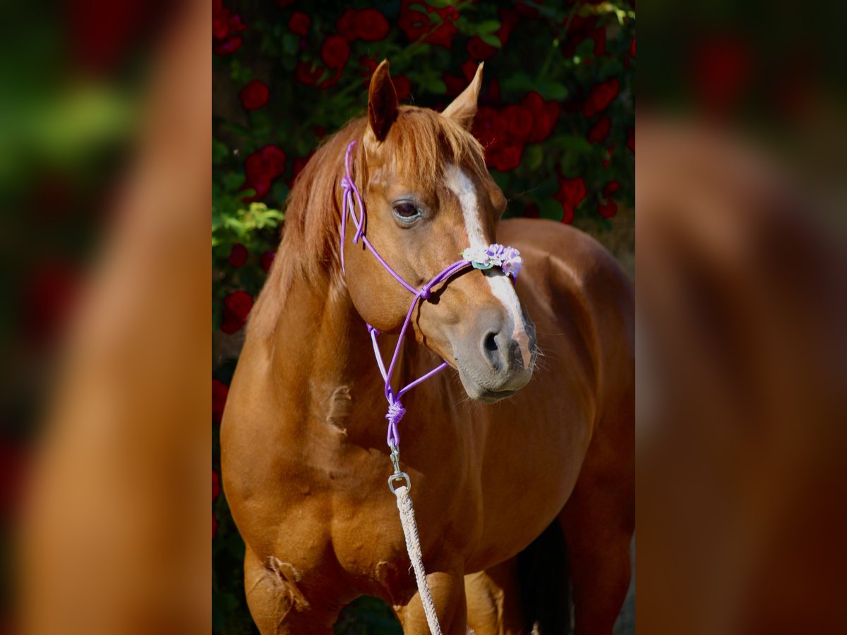 TIDYS TIVIO KING American Quarter Horse Stallion Chestnut-Red in Wolgast