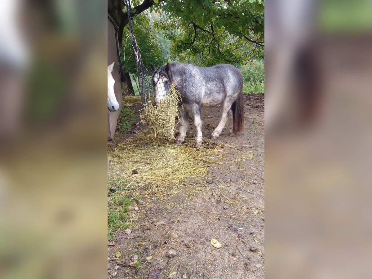 Tinker Caballo castrado 10 años 128 cm Ruano azulado in Hilzingen