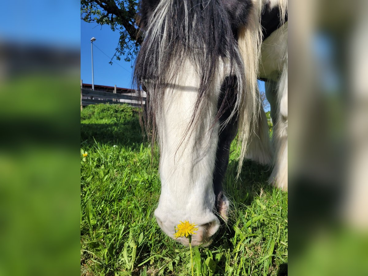 Tinker Caballo castrado 11 años 155 cm Pío in Sulzberg