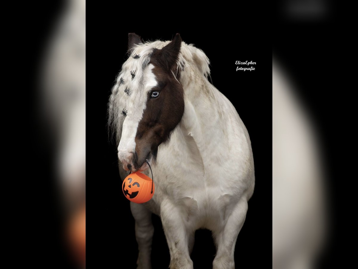 Tinker Caballo castrado 12 años 145 cm Pío in Berkel en Rodenrijs