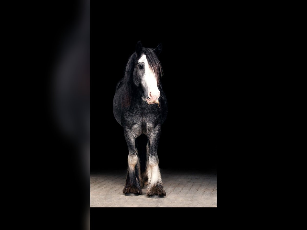 Tinker Caballo castrado 15 años 147 cm Negro in Freising