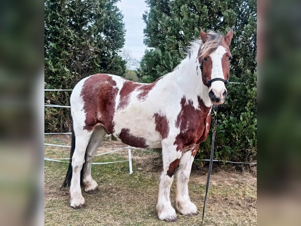 Tinker Mestizo Caballo castrado 15 años 160 cm Pío in Winsen (Aller)