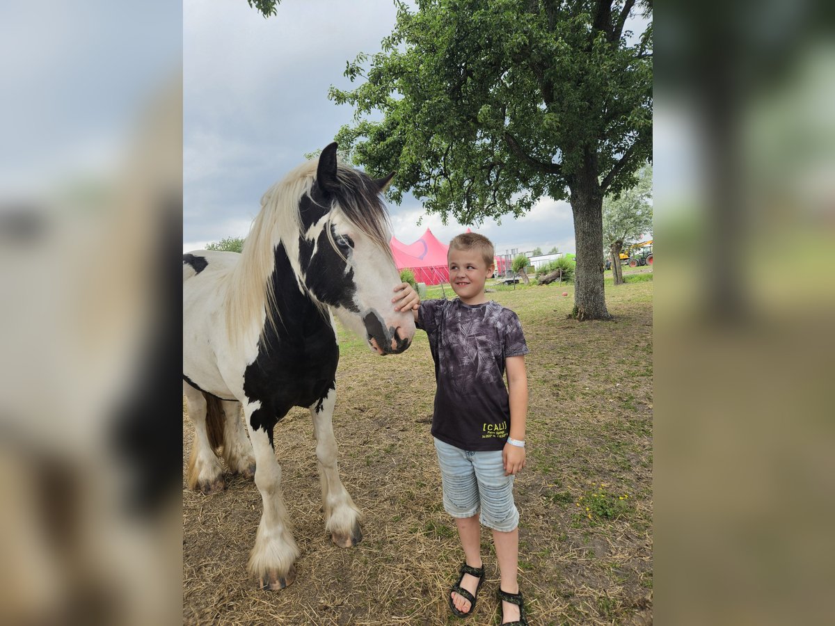 Tinker Caballo castrado 3 años 146 cm Pío in Montfoort