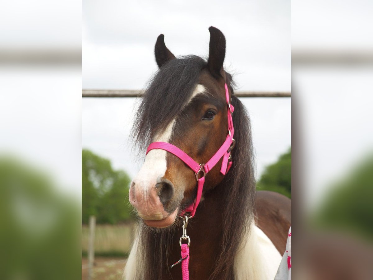 Tinker Caballo castrado 3 años 150 cm Tobiano-todas las-capas in Geffen