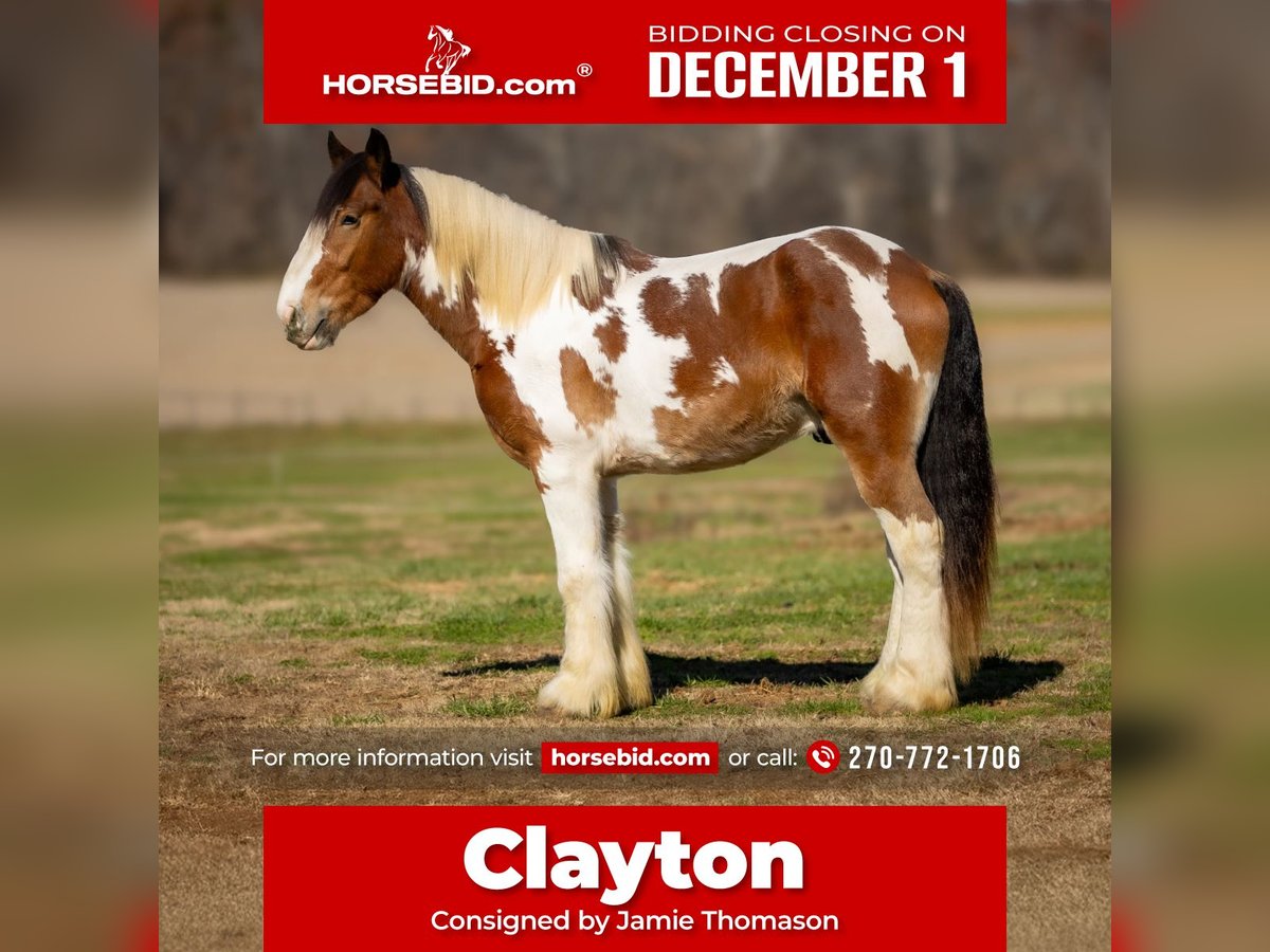 Tinker Mestizo Caballo castrado 3 años 160 cm Pío in Auburn