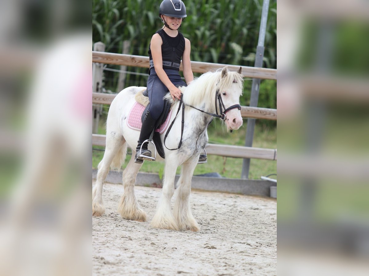 Tinker Caballo castrado 4 años 114 cm Pío in Bogaarden