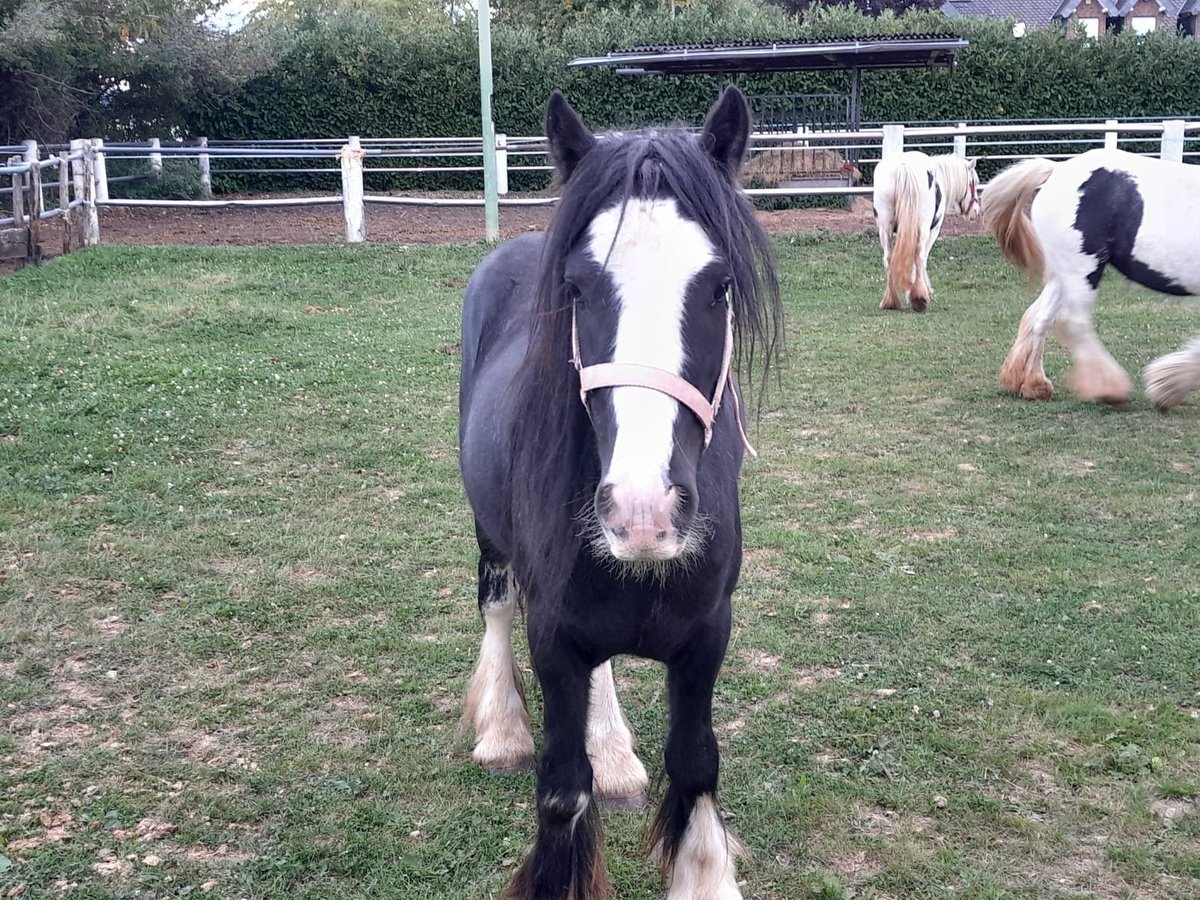 Tinker Caballo castrado 4 años 125 cm Negro in Niederzier