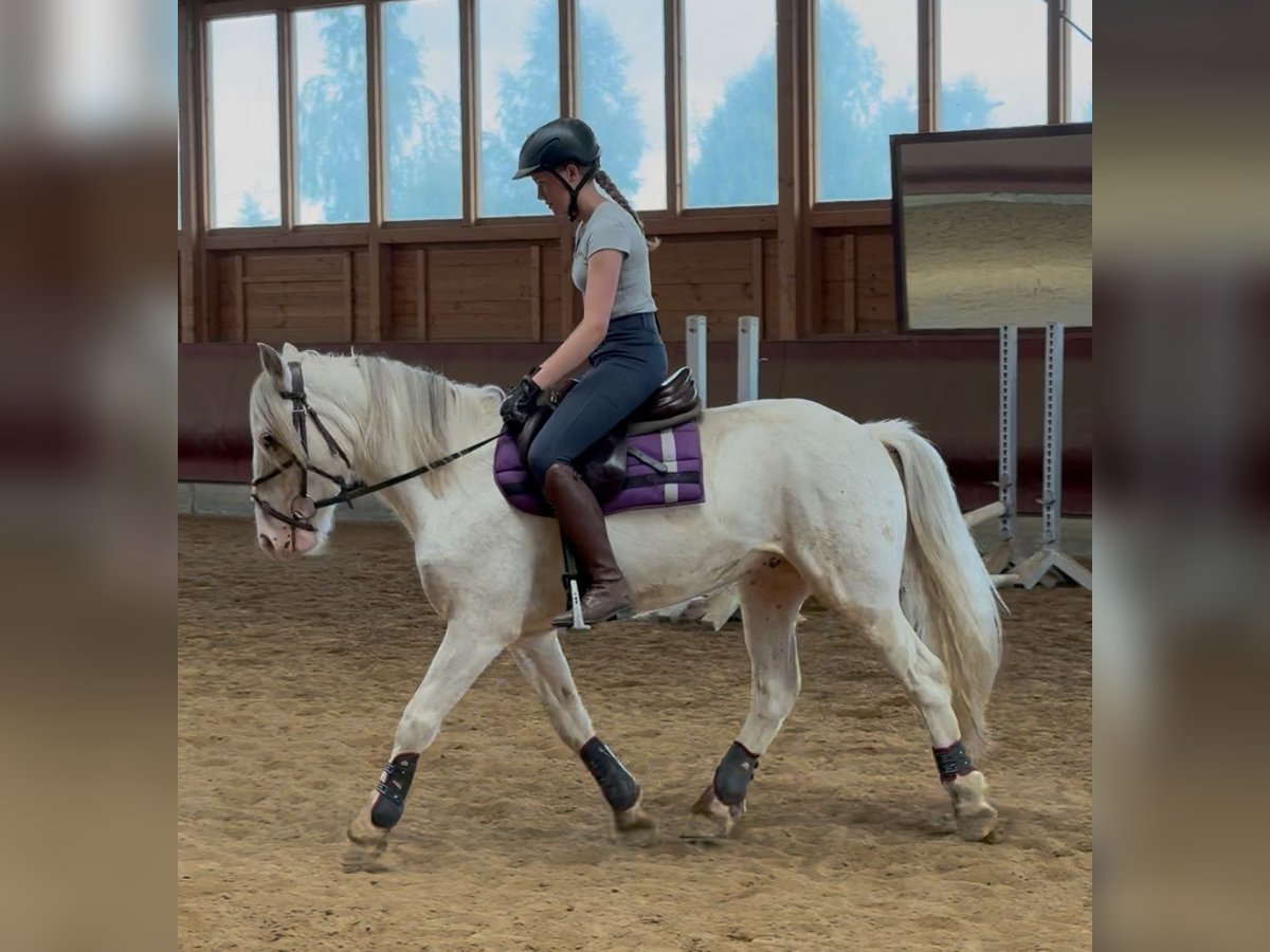 Tinker Caballo castrado 4 años 145 cm Atigrado/Moteado in Achstetten
