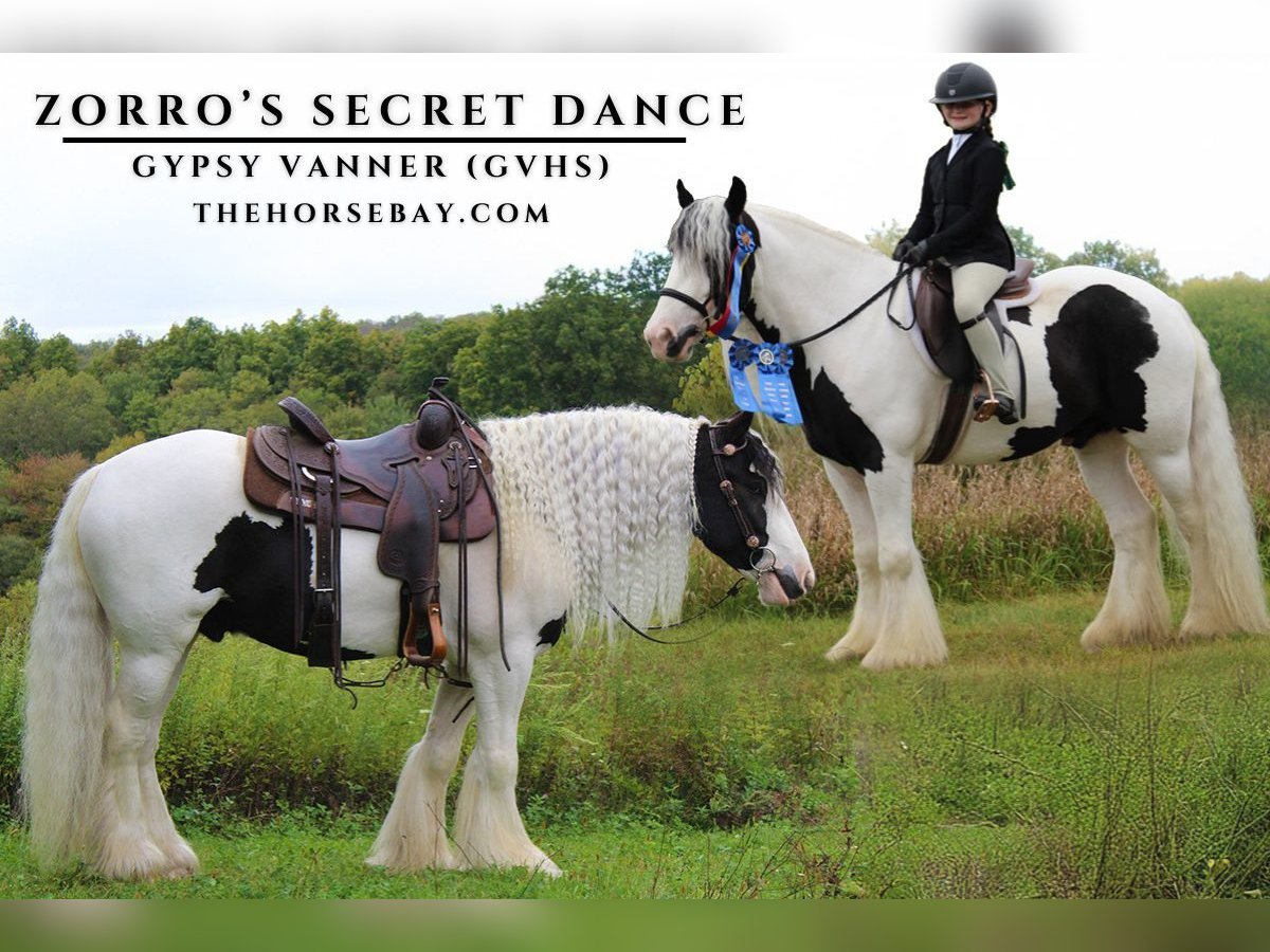 Tinker Caballo castrado 4 años 152 cm Tobiano-todas las-capas in Wappingers Falls, NY