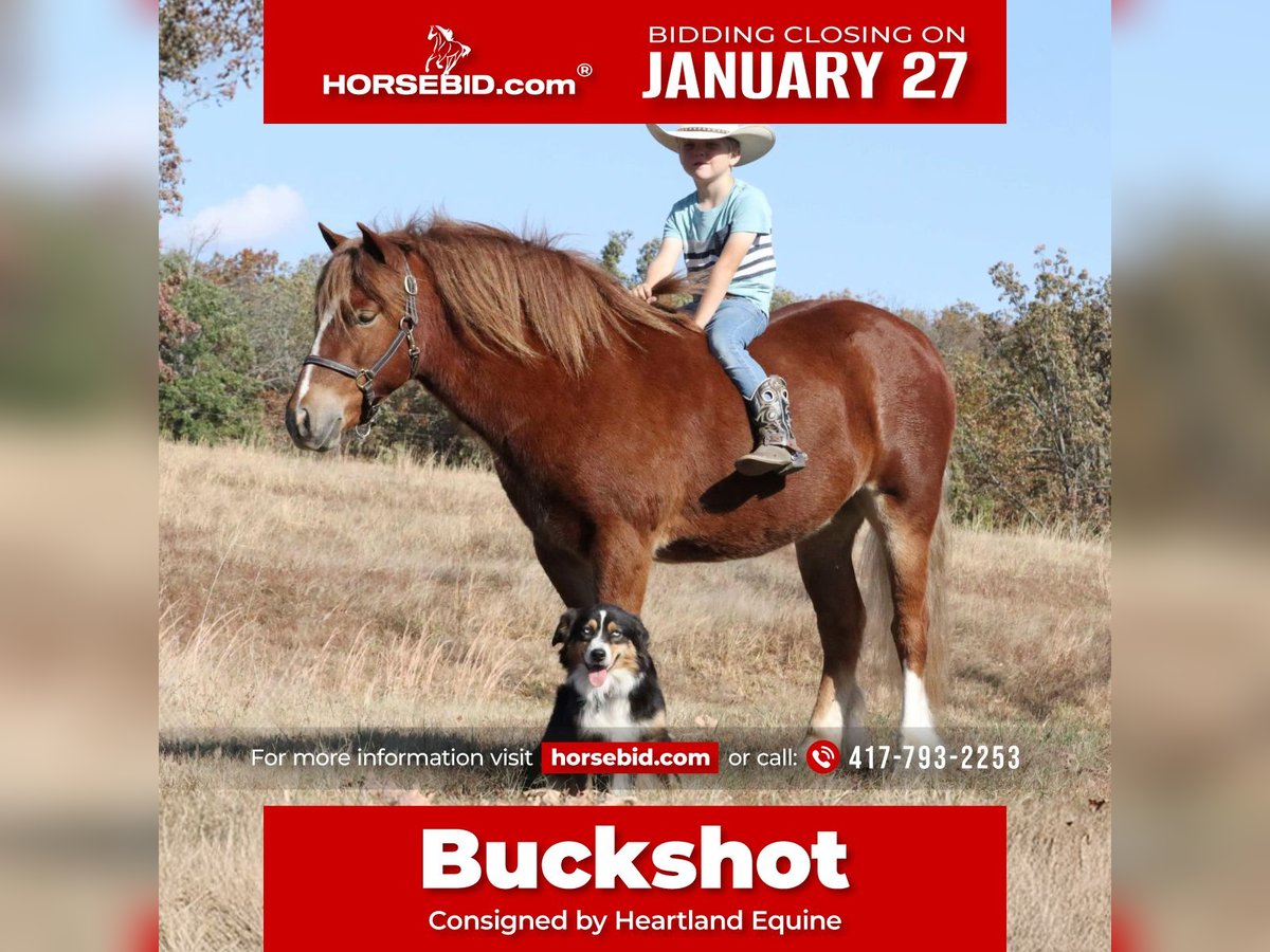 Tinker Mestizo Caballo castrado 5 años 122 cm Alazán rojizo in Mount Vernon, MO