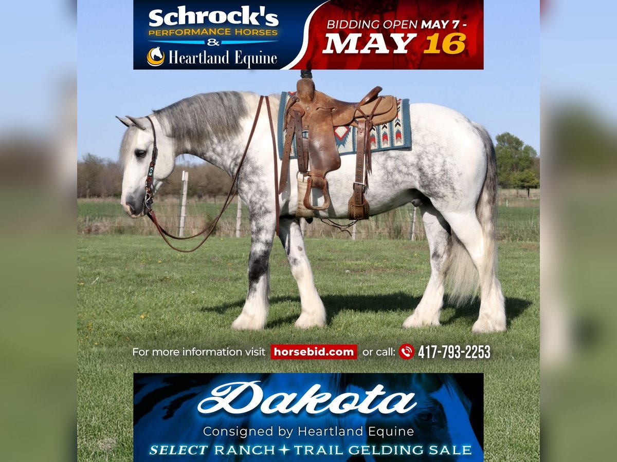 Tinker Mestizo Caballo castrado 5 años 152 cm in Mount Vernon, MO
