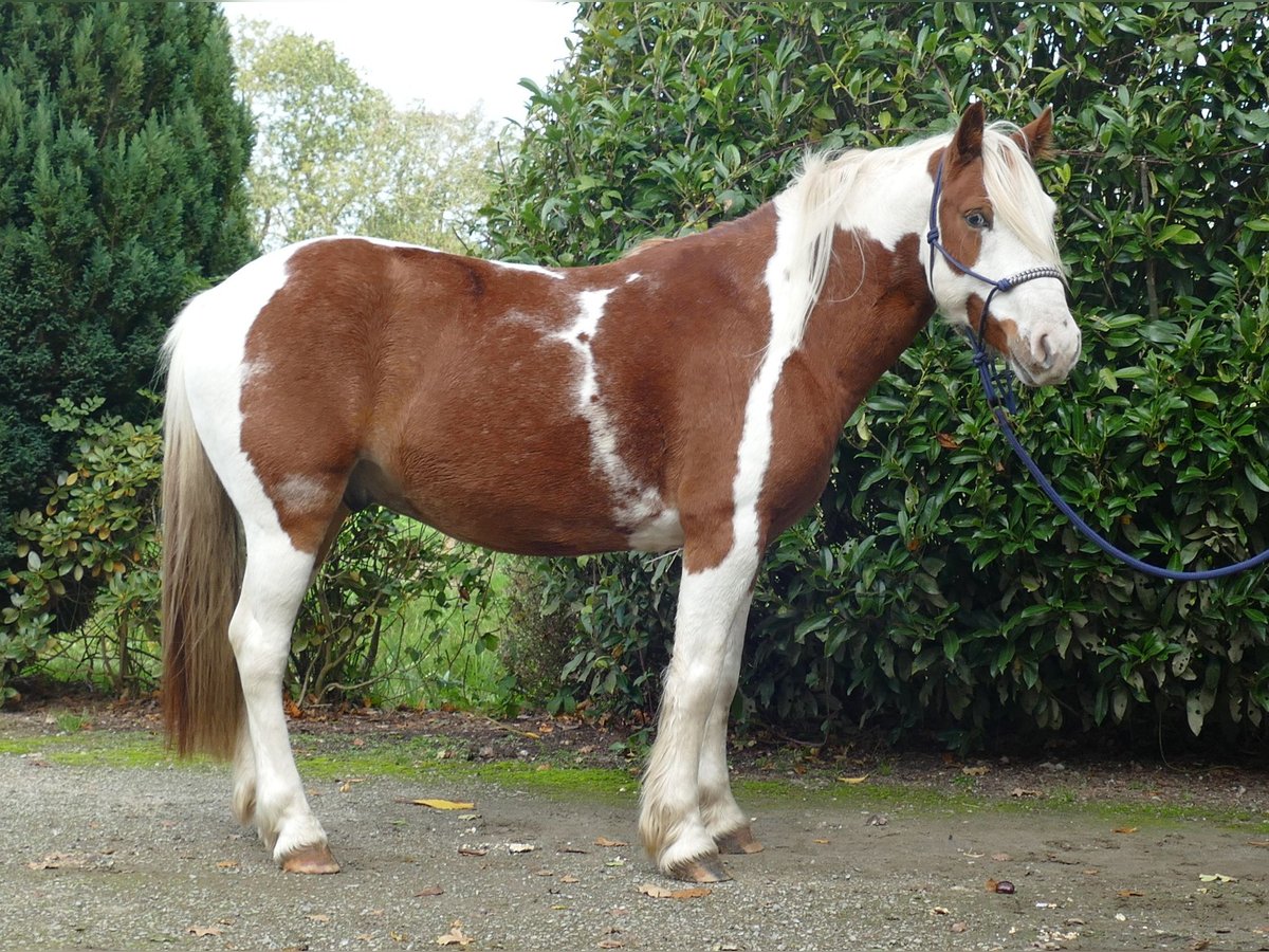 Tinker Mestizo Caballo castrado 6 años 138 cm Pío in Lathen