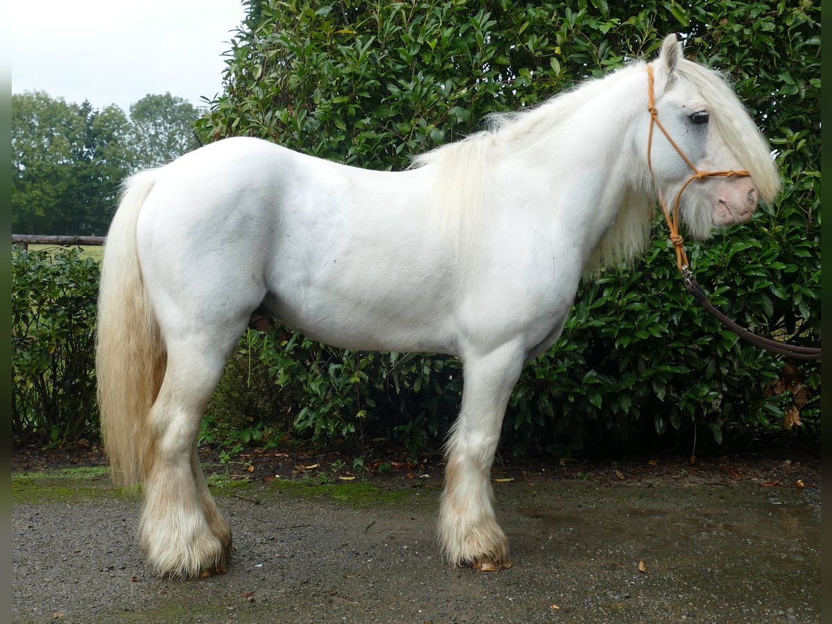 Tinker Caballo castrado 7 años 130 cm Tordo in Lathen