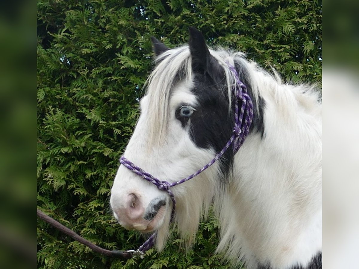 Tinker Caballo castrado 8 años 131 cm Pío in Lathen