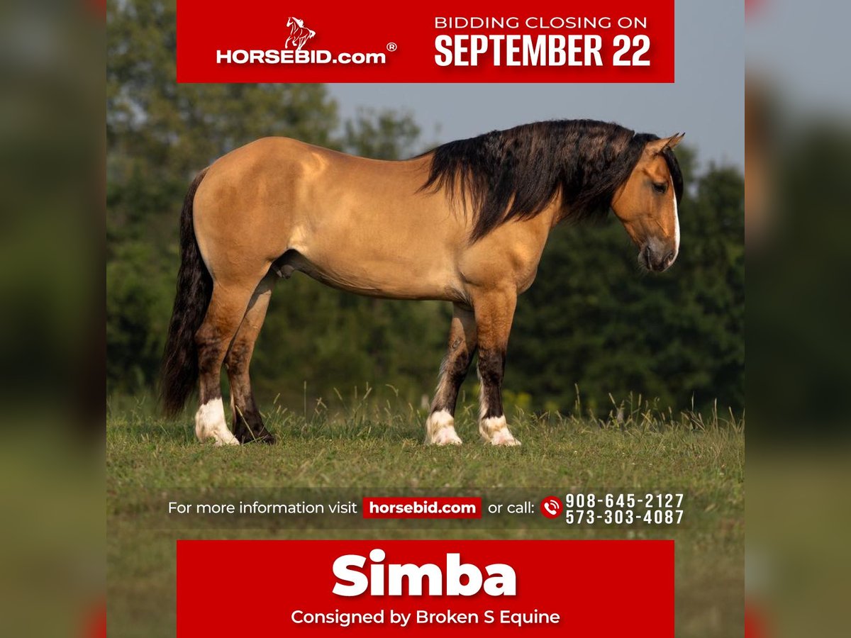 Tinker Mestizo Caballo castrado 8 años 160 cm Bayo in Bogard, MO