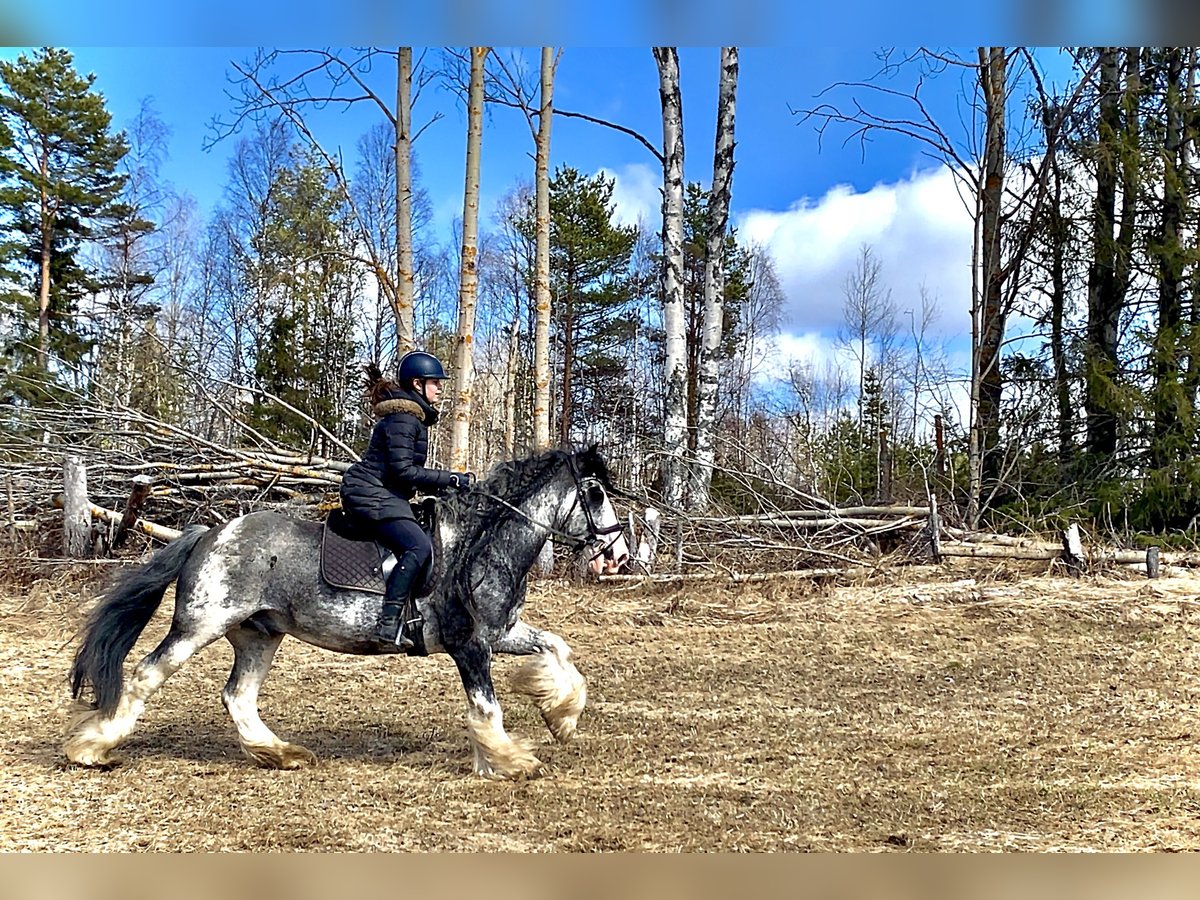 Tinker Étalon 14 Ans 154 cm in F&#xF6;llinge