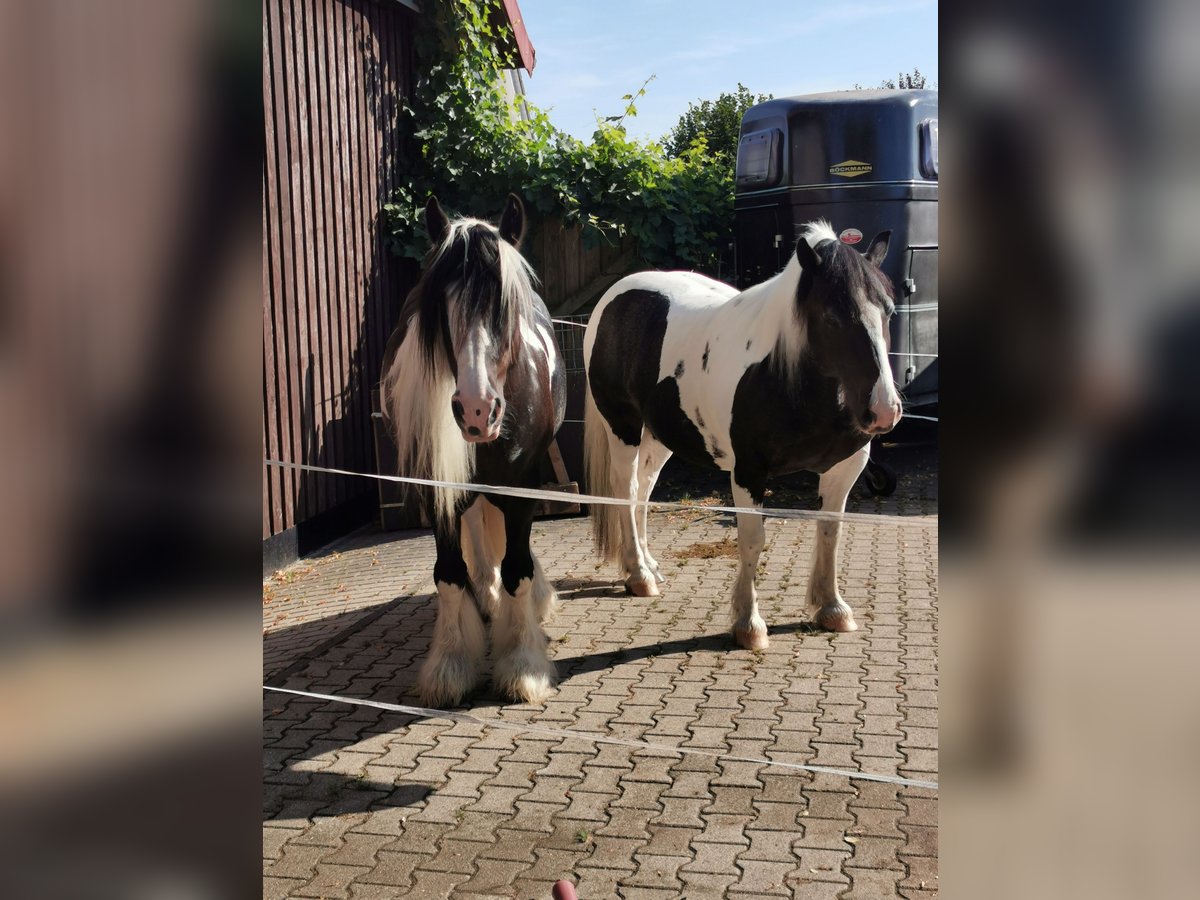 Tinker Étalon 18 Ans 155 cm Tobiano-toutes couleurs in Burgwald