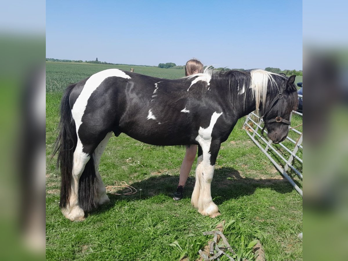 Tinker Étalon 2 Ans 140 cm Pinto in Zaventem