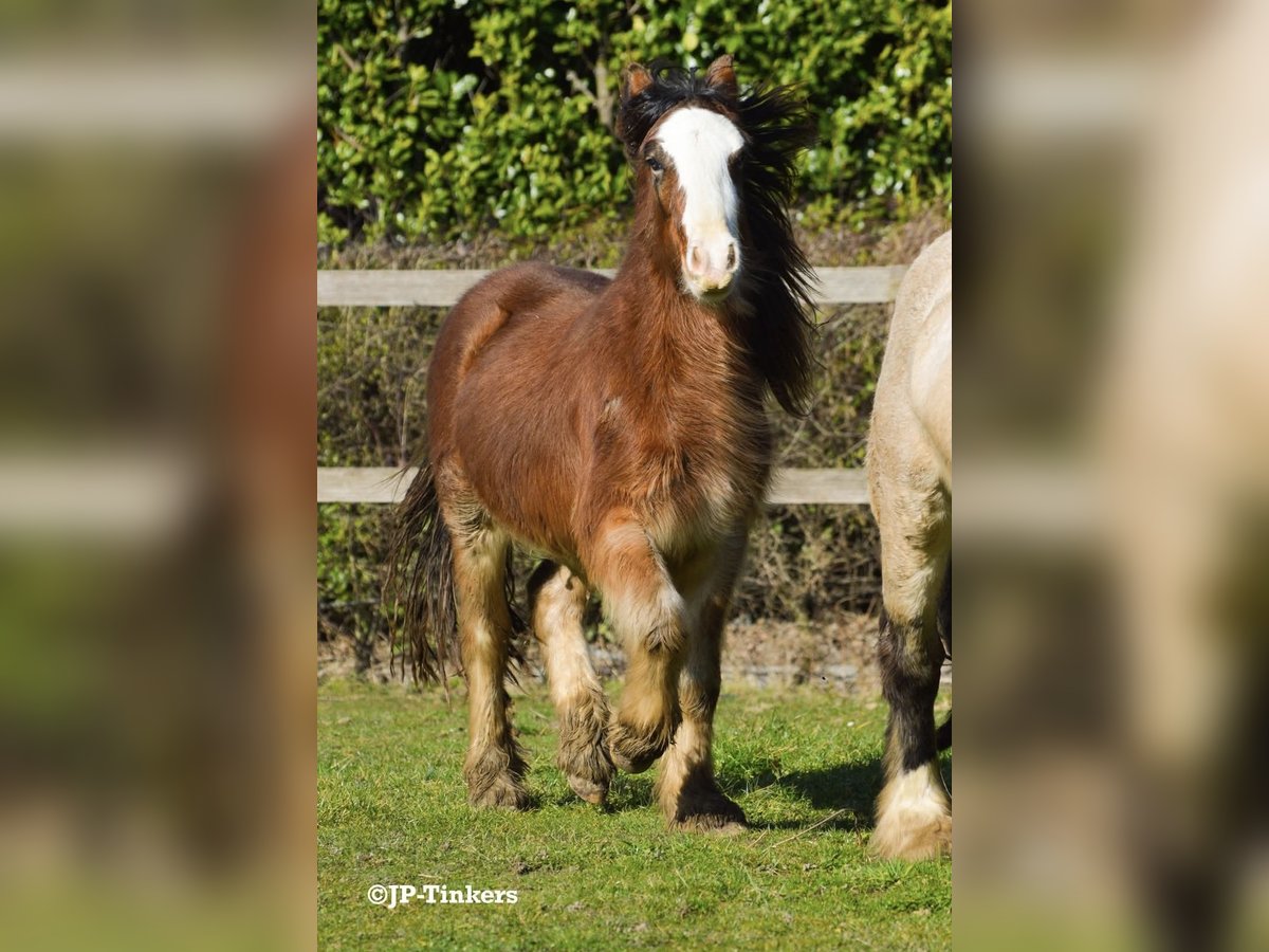 Tinker Étalon 2 Ans 155 cm Bai in Hulsberg