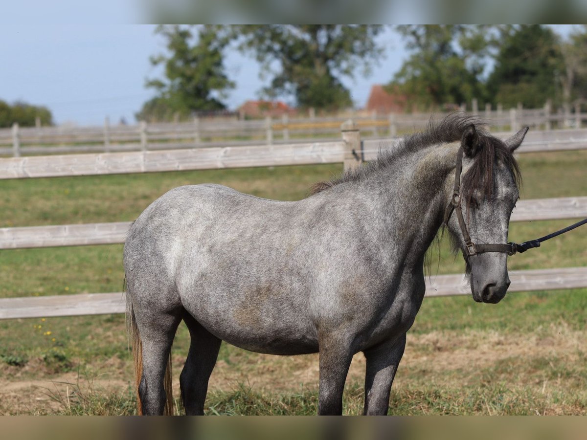Tinker Étalon 5 Ans 121 cm Peut devenir gris in Bogaarden