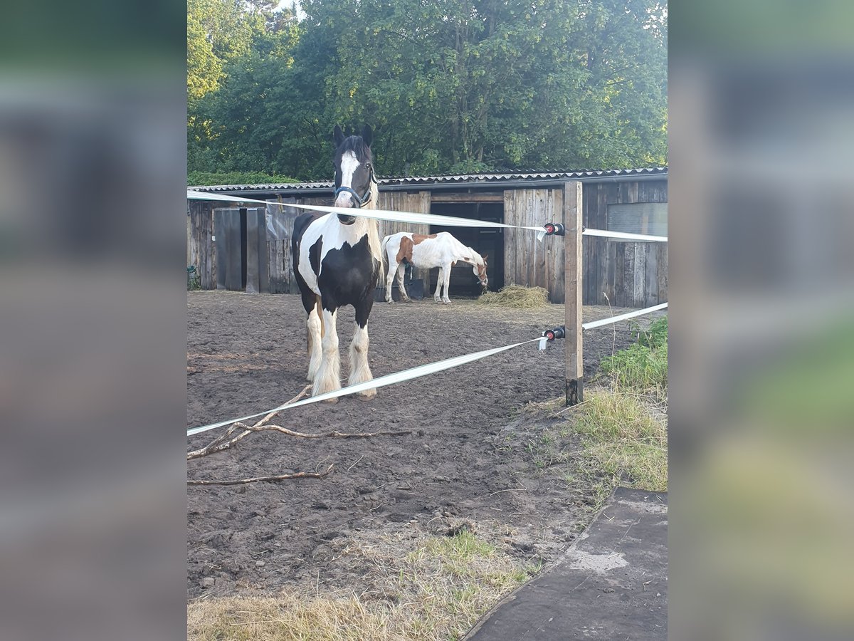 Tinker Hengst 16 Jaar 150 cm in Paderborn