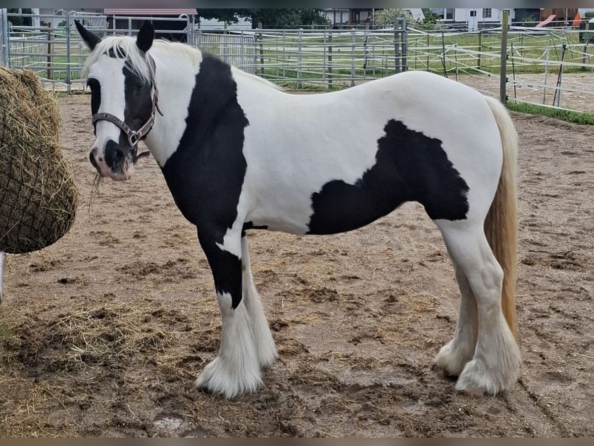 Tinker Hengst 16 Jahre 138 cm Schecke in Wabern