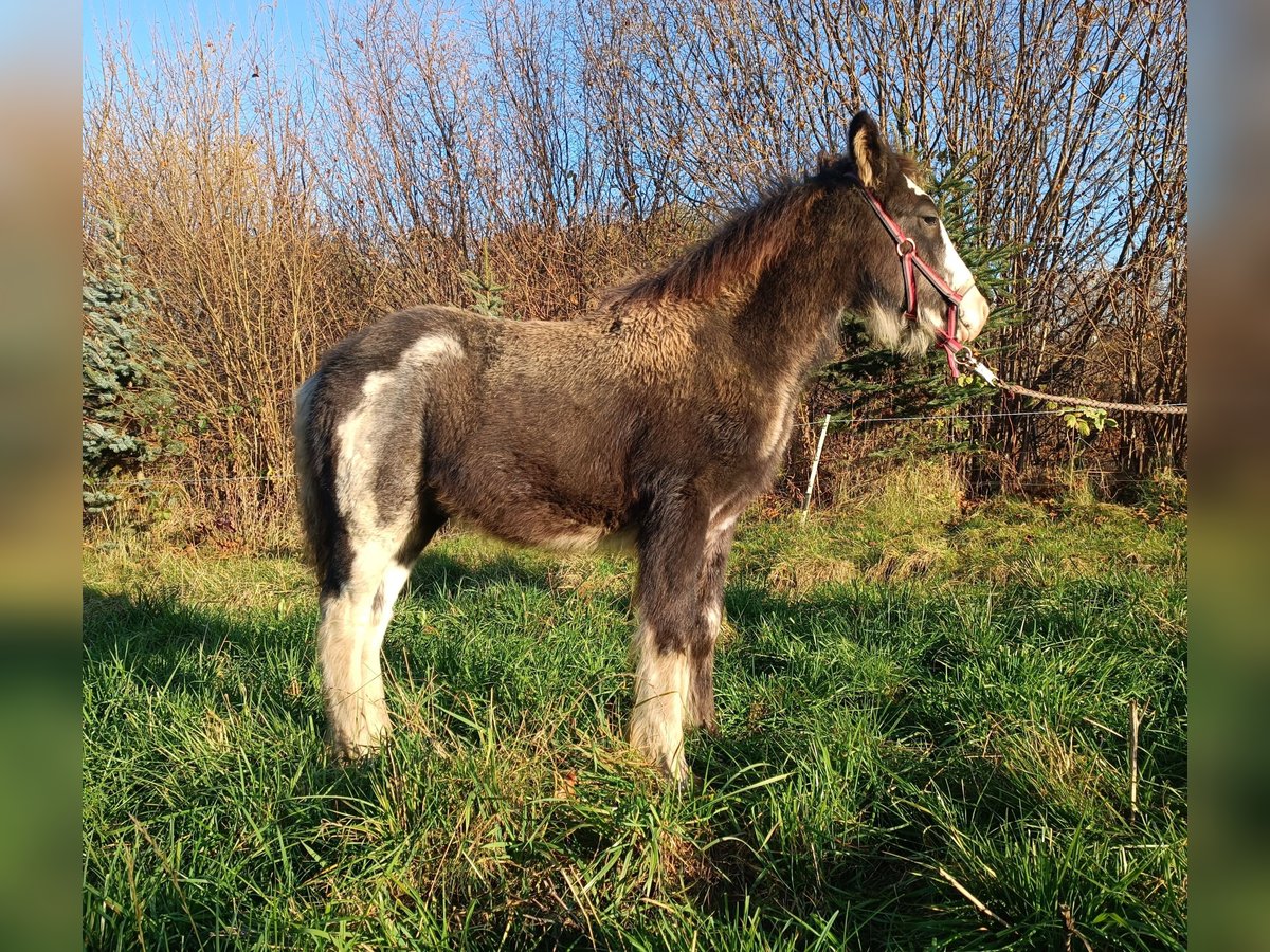 Tinker Hengst 1 Jaar 143 cm Zwartschimmel in Liszki